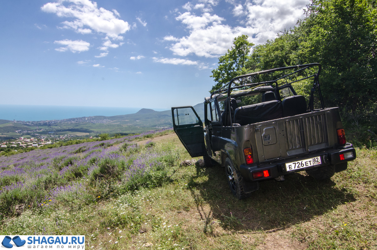 Лаванда в Крыму