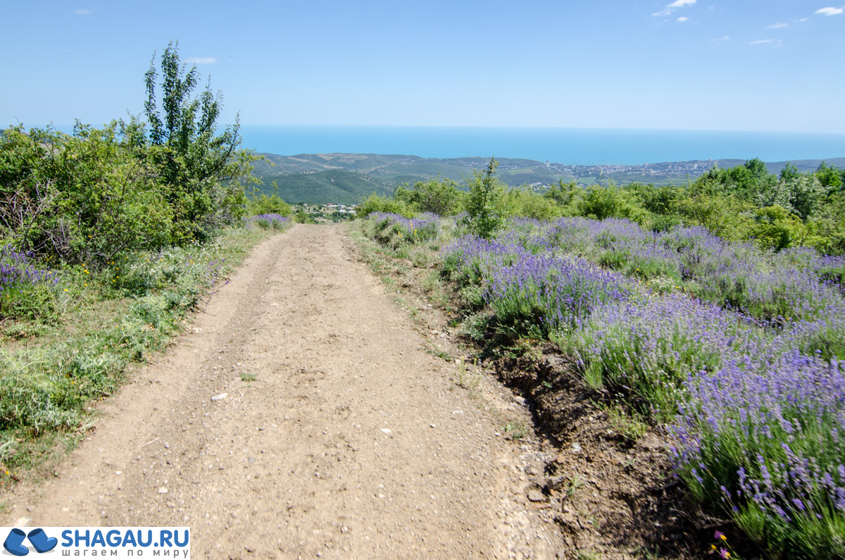 Лаванда в Крыму