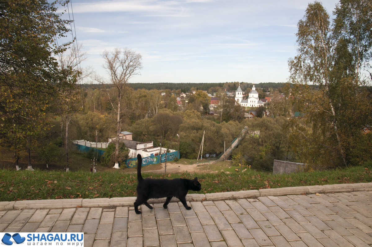 коты вереи