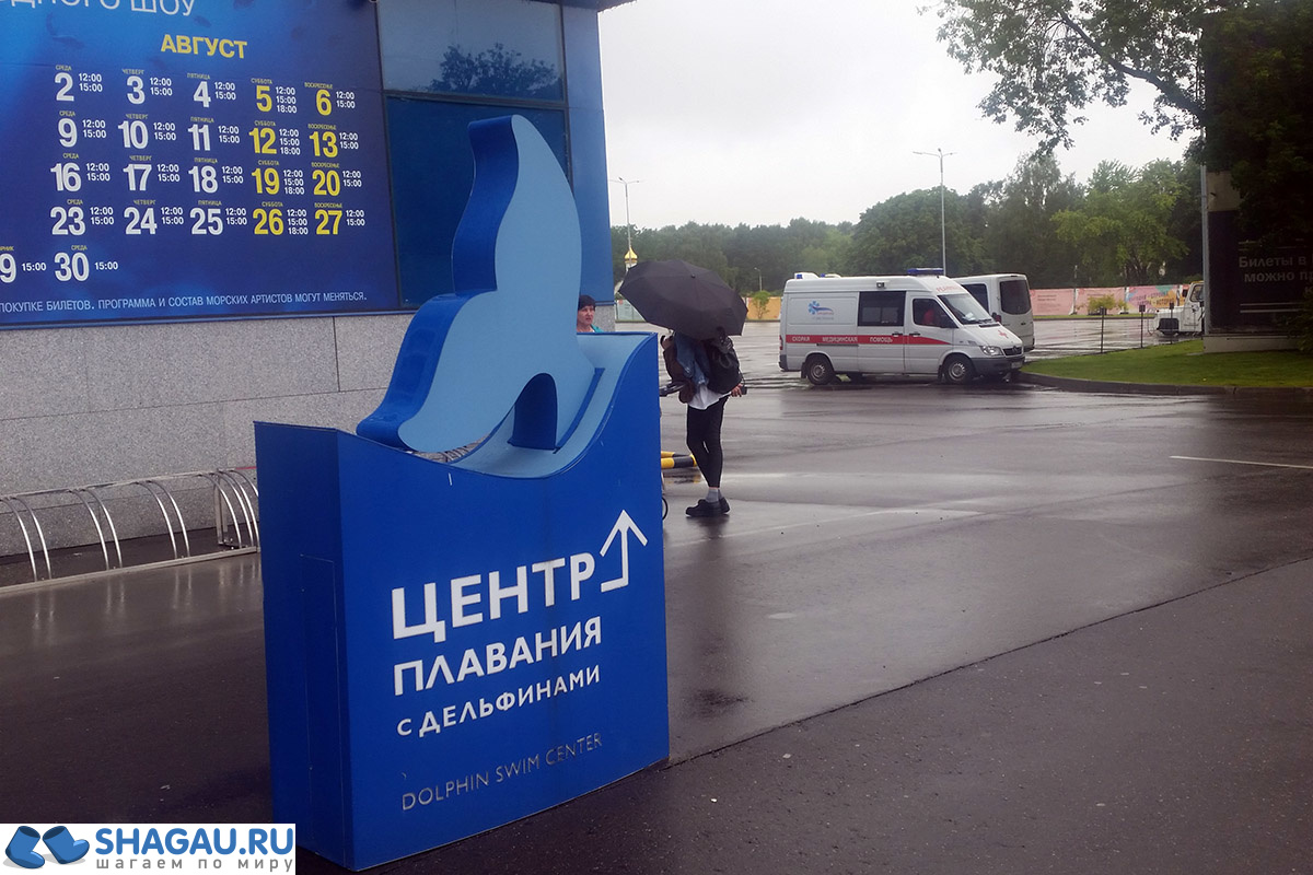 Где поплавать в Москве с дельфинами: цены и впечатления фотография 4