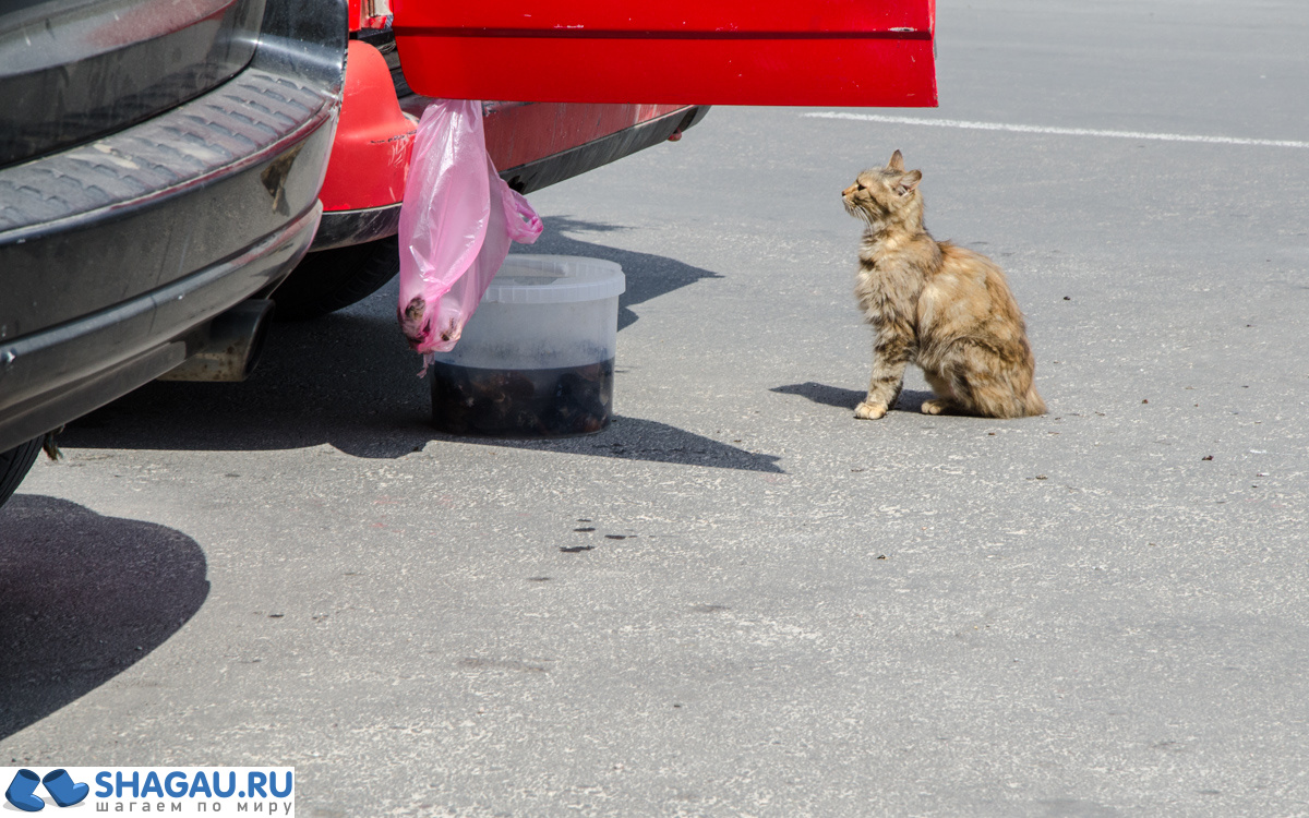 Балаклавские коты