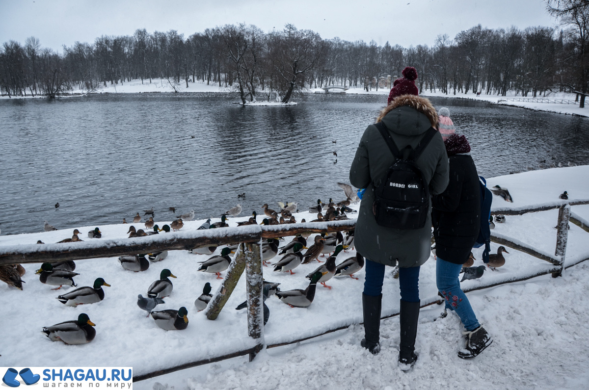 Зима в гатчинском парке