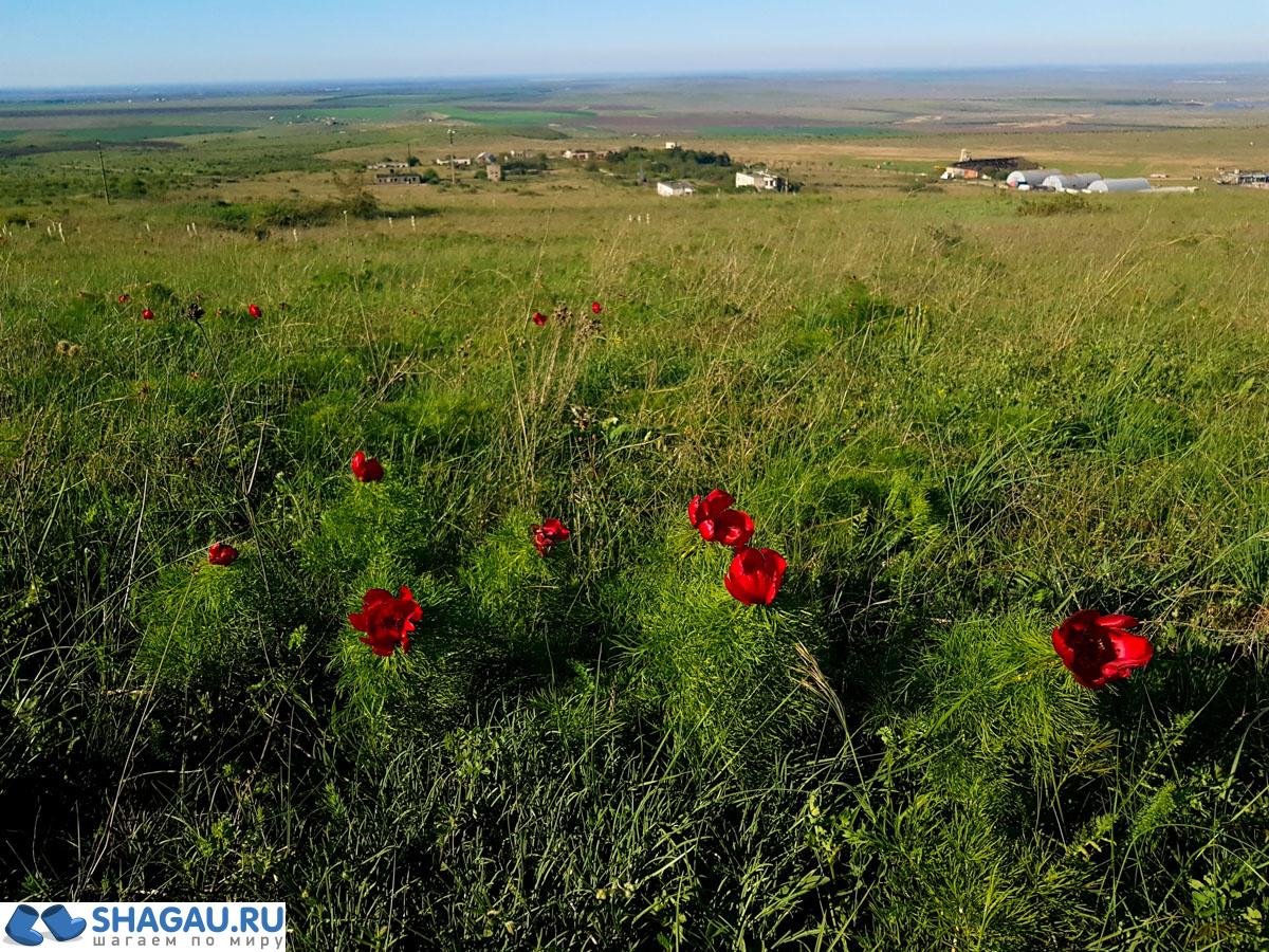 Дикие пионы в Крыму